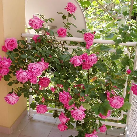 Hotel Rosa Zamardi